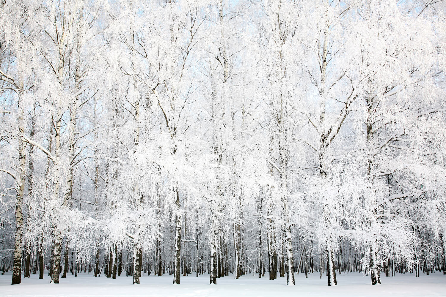 Snowy forest scene